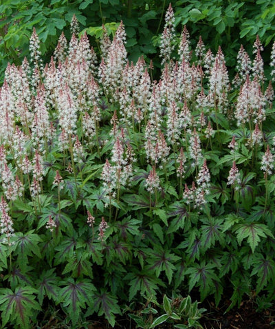 The Sugar & Spice Foamflower planted in a landscape with the white to pink flower spikes shooting out of the green and deep red foliage