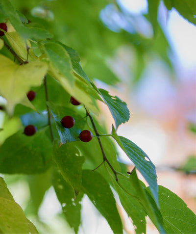 Close up of Sugarberry foliage, conical shaped slightly crinkled looking green leaves with small red round berries underneath