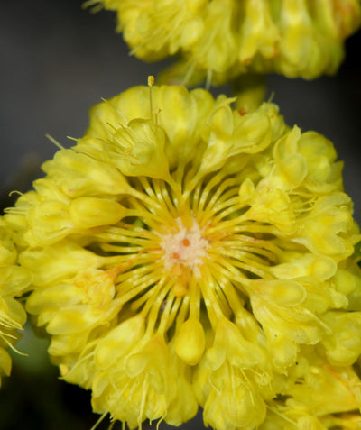 Close up of a Sulphur Flower flower, small rounded cluster of small yellow tubular flowers