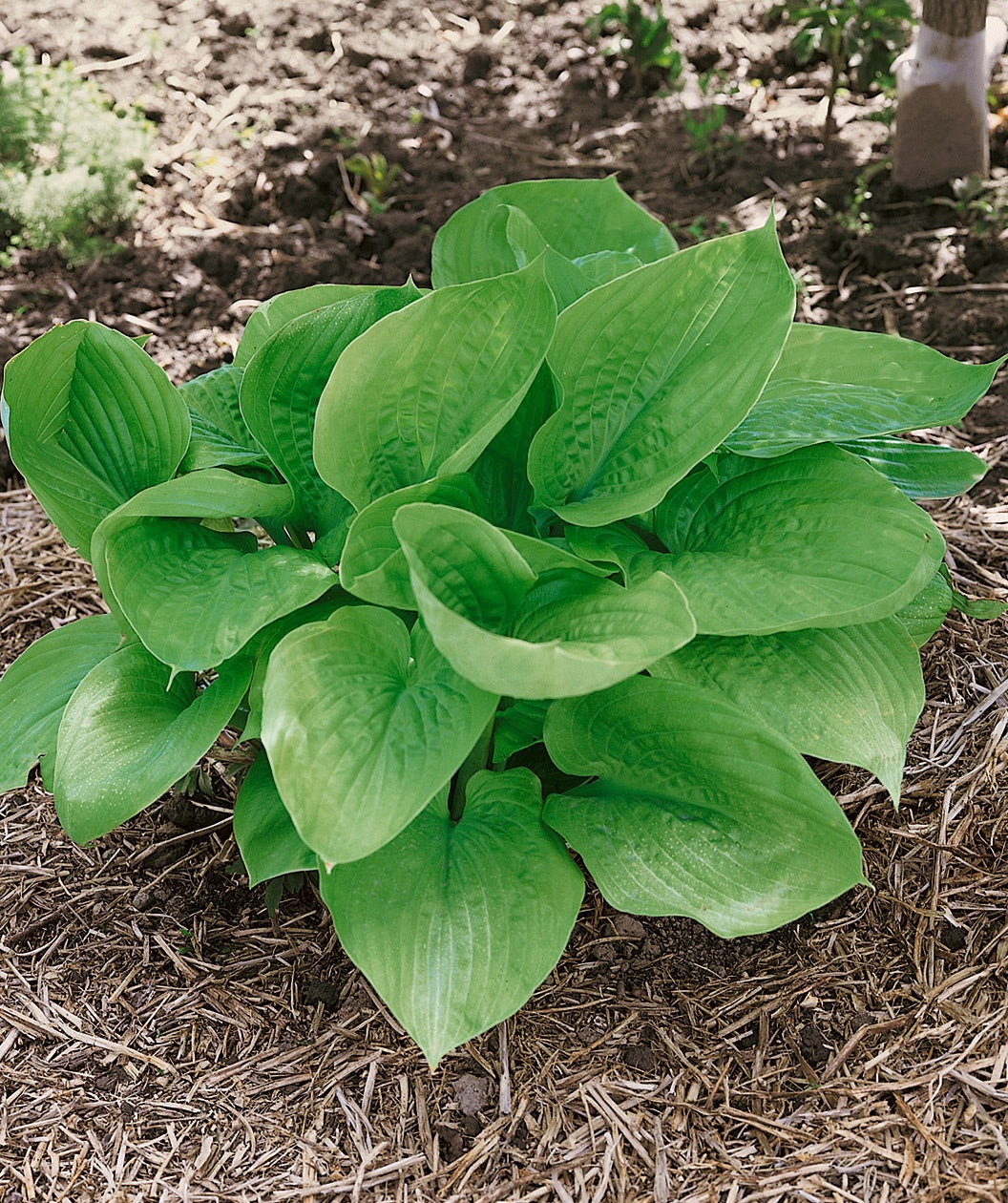 Sum and Substance Hosta