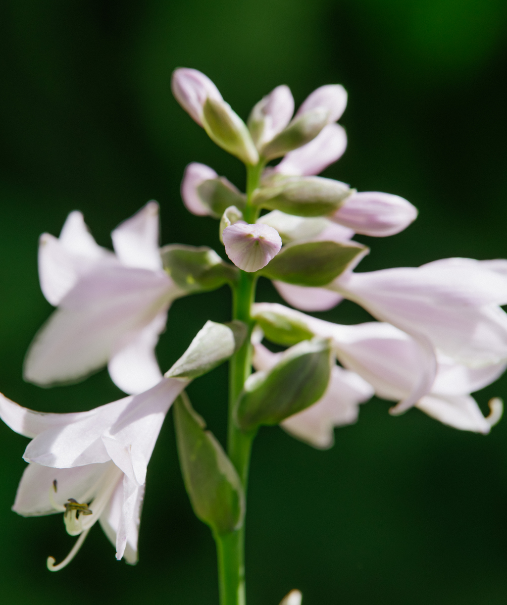 Sum and Substance Hosta