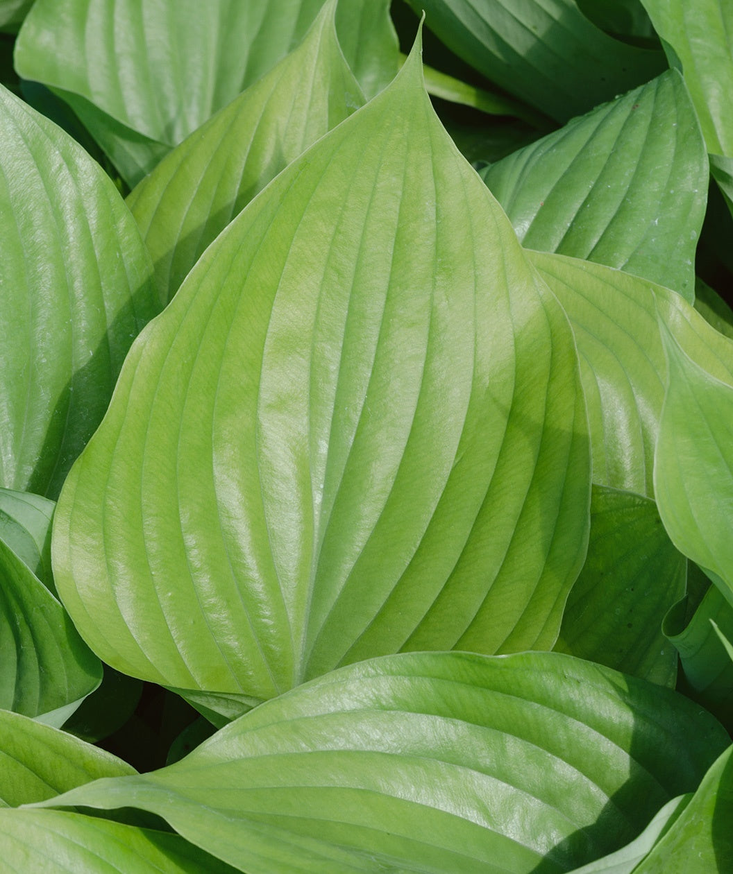 Sum and Substance Hosta