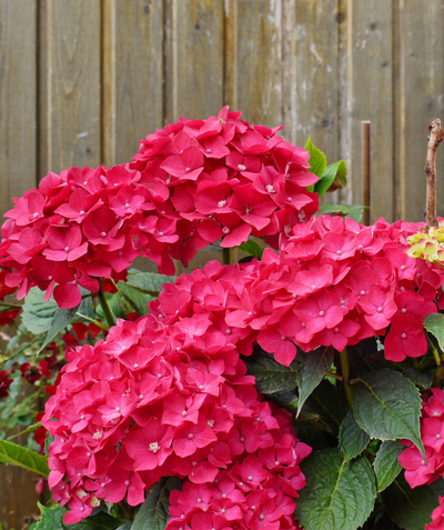 Summer Crush Endless Summer Hydrangea, large rounded clusters of small dark pink flowers emerging from dark green foliage