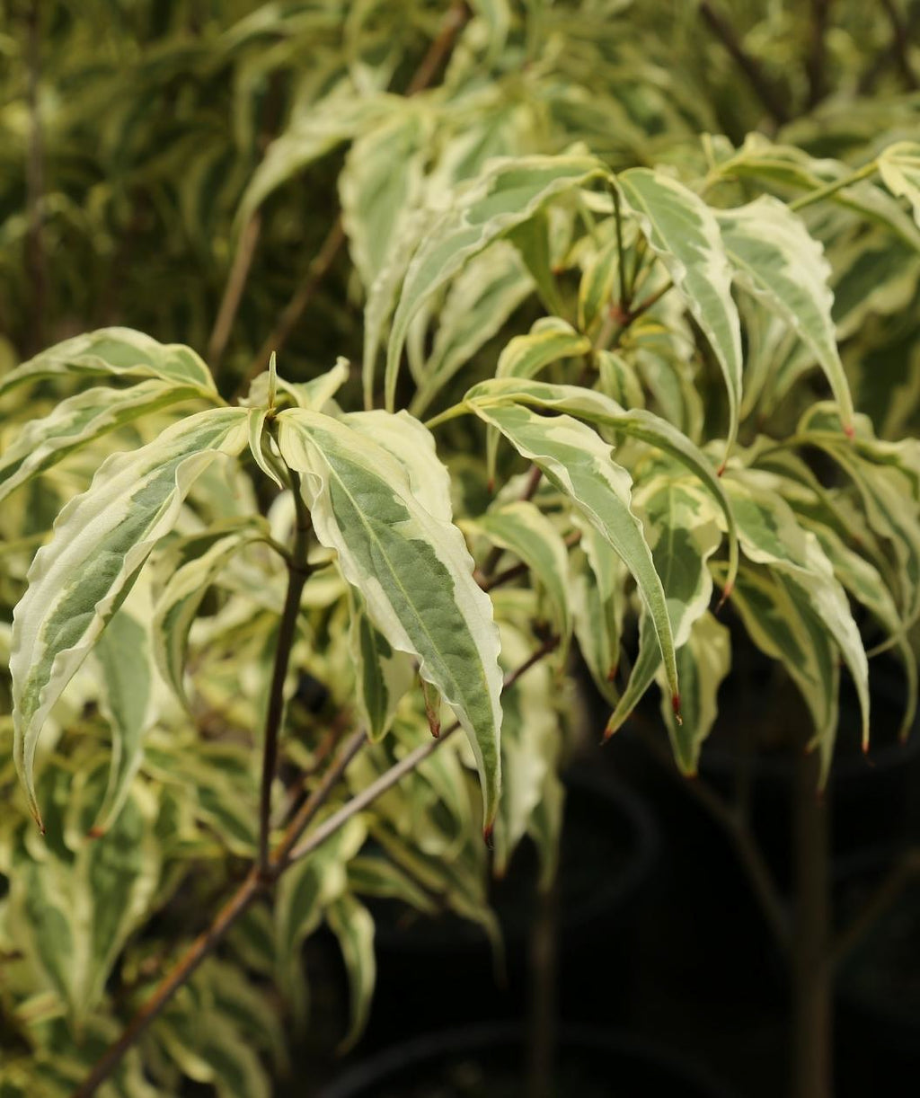 Close up of Summer Fun Variegated Dogwood leaves, conical shaped green leaves with cream colored edges