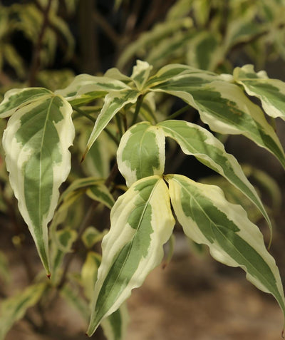 Close up of Summer Fun Variegated Dogwood leaves, conical shaped green leaves with cream colored edges