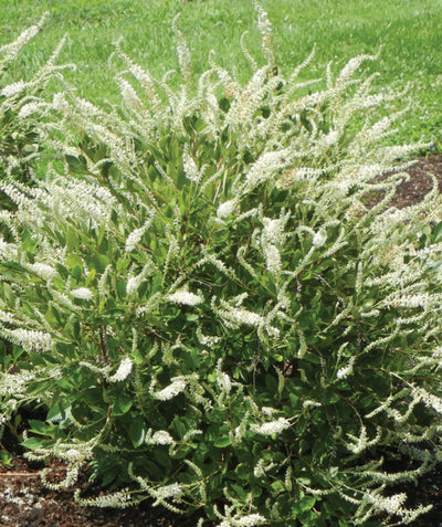 Summer Sparkler Summersweet planted in a landscape, long stringy clusters of small fragrant white flowers emerging from green conical shaped foliage