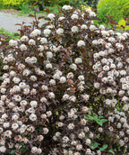 Summer Wine Ninebark planted in a landscape, small clusters of small white fuzzy looking flowers with deep purple foliage