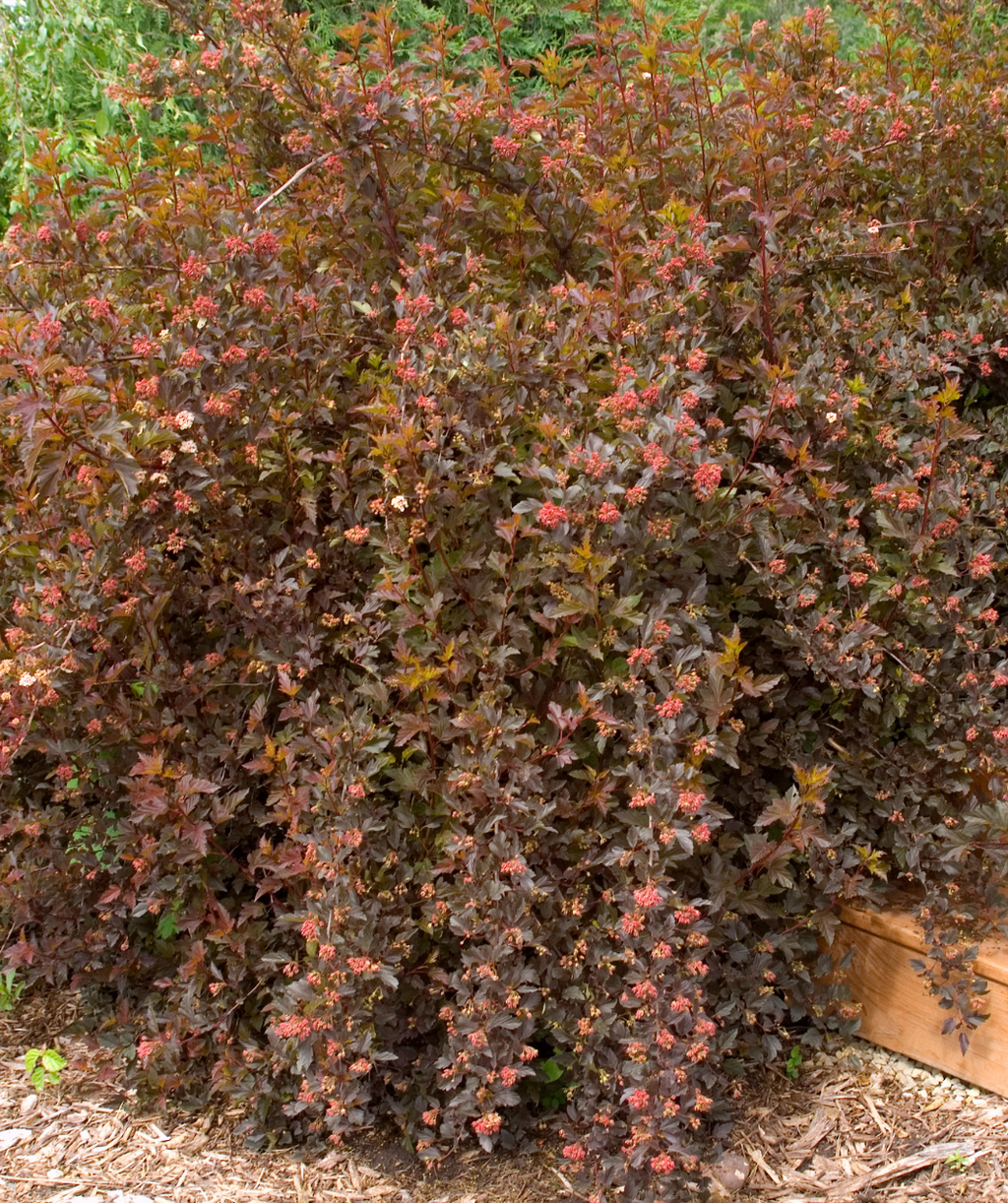 Summer Wine Ninebark planted in a landscape, various small clusters of fuzzy looking small redish-pink colored flower buds with deep purple foliage
