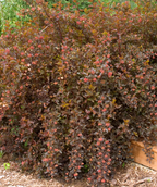 Summer Wine Ninebark planted in a landscape, various small clusters of fuzzy looking small redish-pink colored flower buds with deep purple foliage