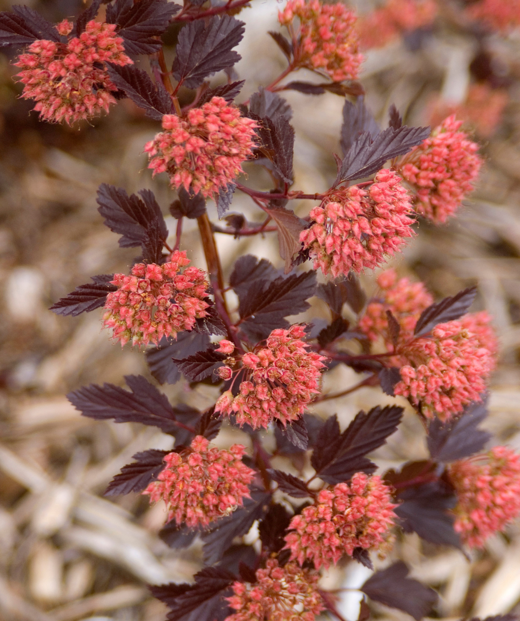 Close up of Summer Wine Ninebark flower bud clusters, small fuzzy looking redish-pink colored flower buds with deep purple foliage