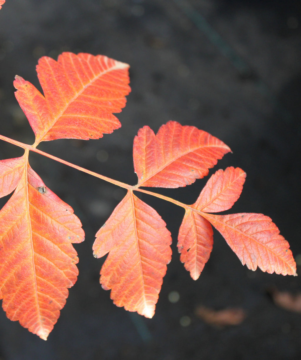 Close up of Summerburst Golden Rain Tree fall colored leaves, uniquely shaped leaves that are red and orange in color