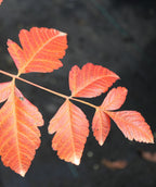 Close up of Summerburst Golden Rain Tree fall colored leaves, uniquely shaped leaves that are red and orange in color