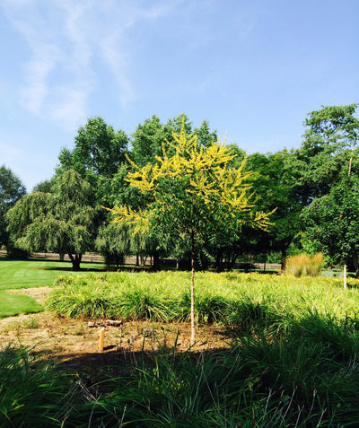 Summerburst Golden Rain Tree planted in a landscape, long shoots of bright yellow flowers emerging from shiny green foliage