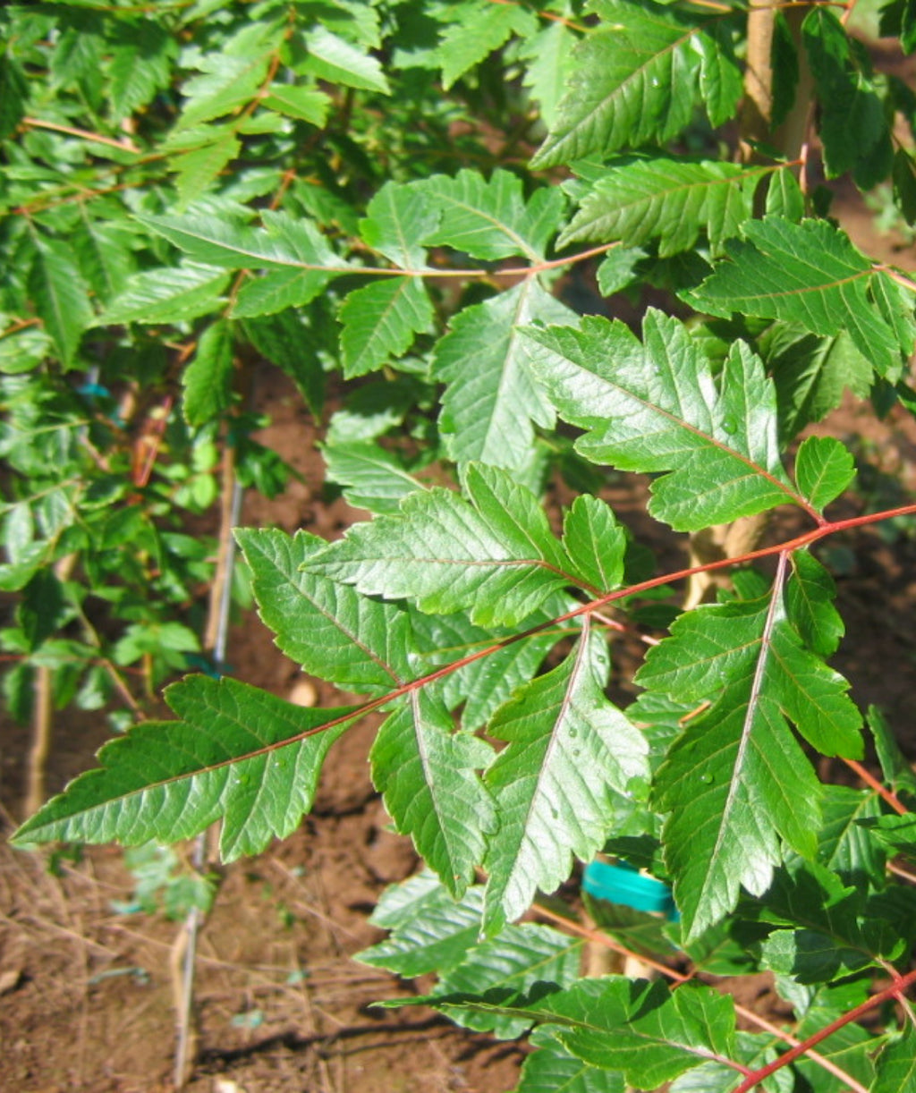 Close up of Summerburst Golden Rain Tree leaves, uniquely shaped leaves that are shiny green in color