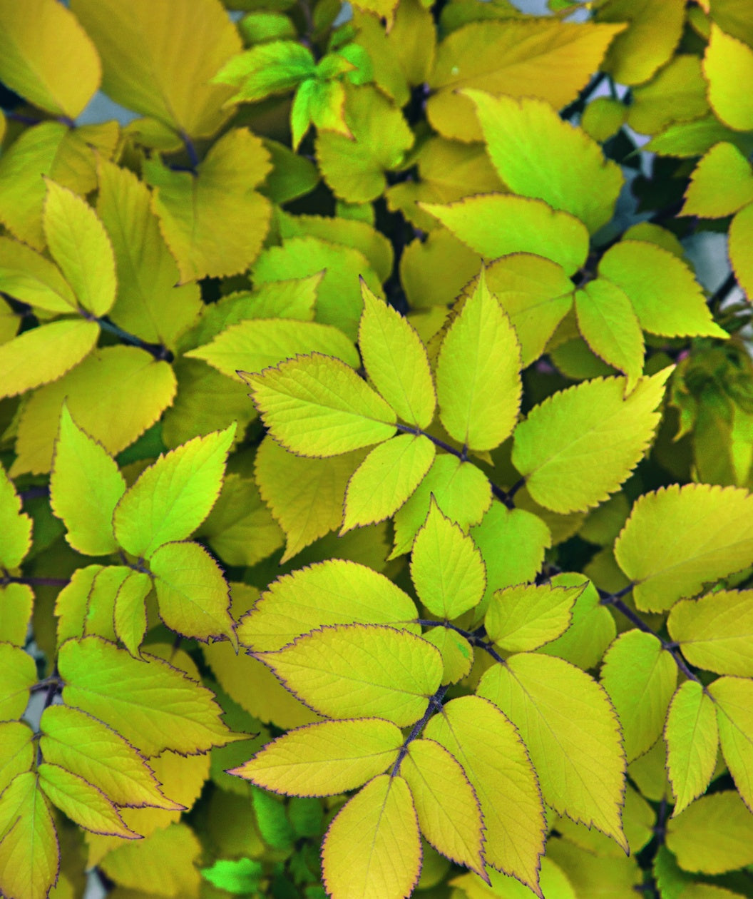 Sun King Aralia closeup of green-yellow foliage