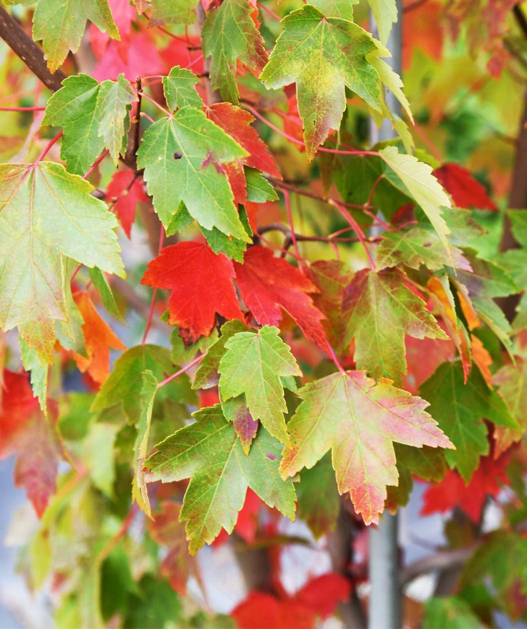 Close up of Sun Valley Red Maple early fall foliage, in early fall the green lobed leaves start to turn shades of orange and red