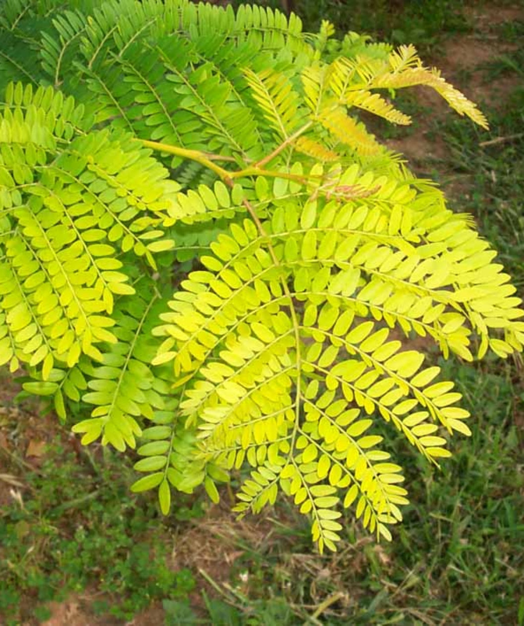 Close up of Sunburst Honeylocust foliage, small oval shpaed foliage ranging from green closer to the trunk and yellow on the ends of the branches