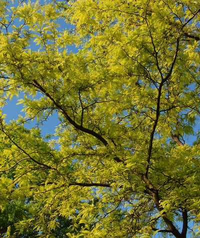 A view of the Sunburst Honeylocust looking up into the golden yellow foliage against the blue sky