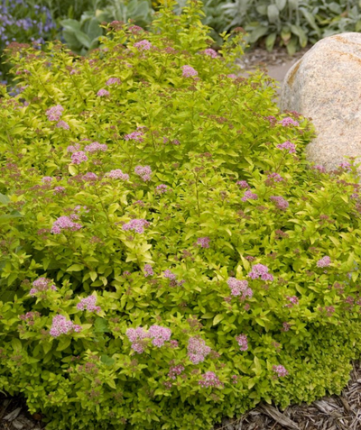 Sundrop Spirea, small yellow-green foliage with small clusters of fuzzy pinkish-purple flowers