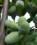 Several Sunflower Pawpaw fruit hanging from tree, oval shaped green skin fruit