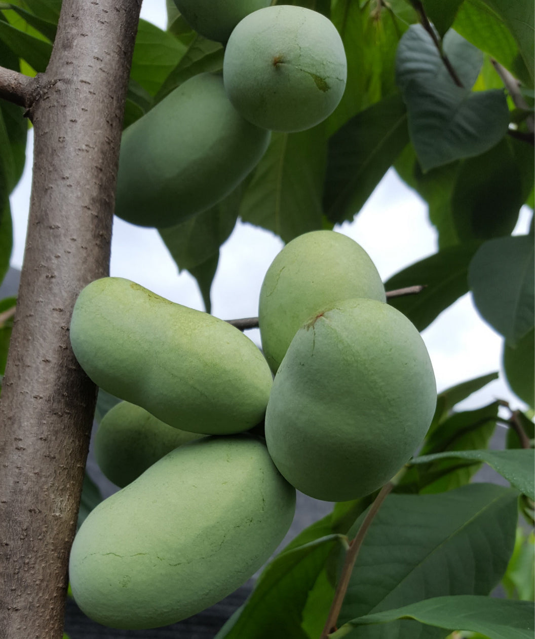 Several Sunflower Pawpaw fruit hanging from tree, oval shaped green skin fruit