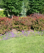 Sunjoy® Tangelo Barberry in Bulk