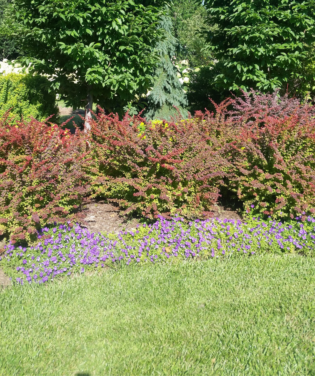 Sunjoy® Tangelo Barberry in Bulk