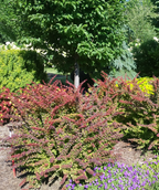 Sunjoy® Tangelo Barberry in Bulk