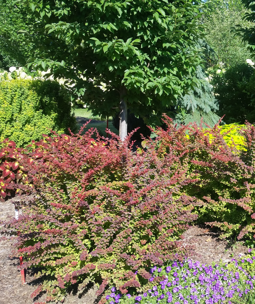 Sunjoy® Tangelo Barberry in Bulk