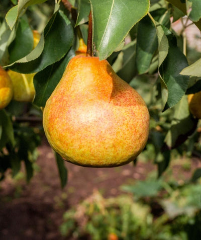 Close up of Sunrise Pear fruit, yellow fruit with redish undertones