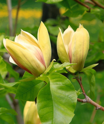 A closeup of the bright yellow and light pink centered flowers of the Sunsation Magnolia surrounded by green leaves