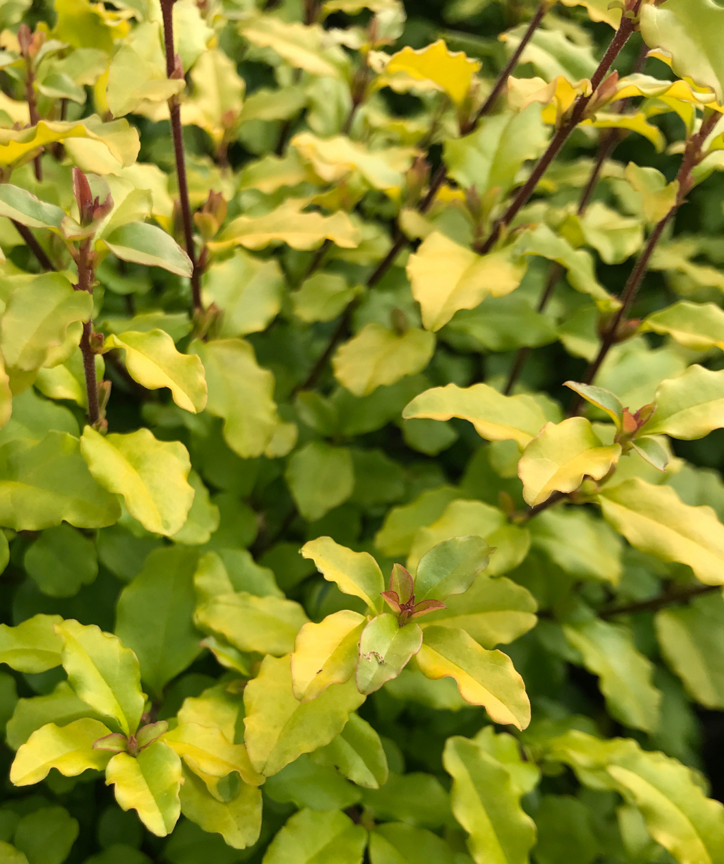 Sunshine Ligustrum closeup of green-yellow foliage