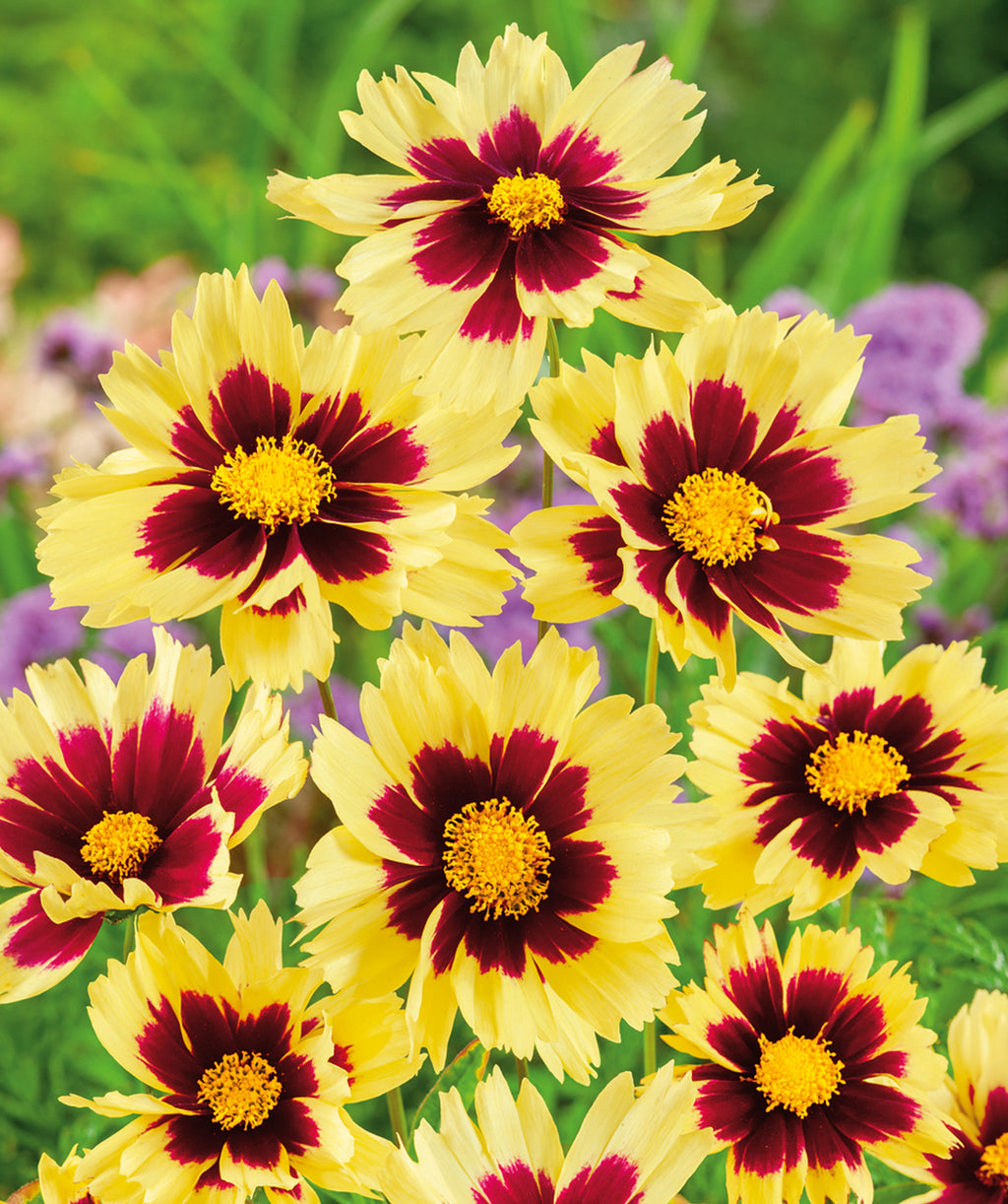 Super Star Tickseed