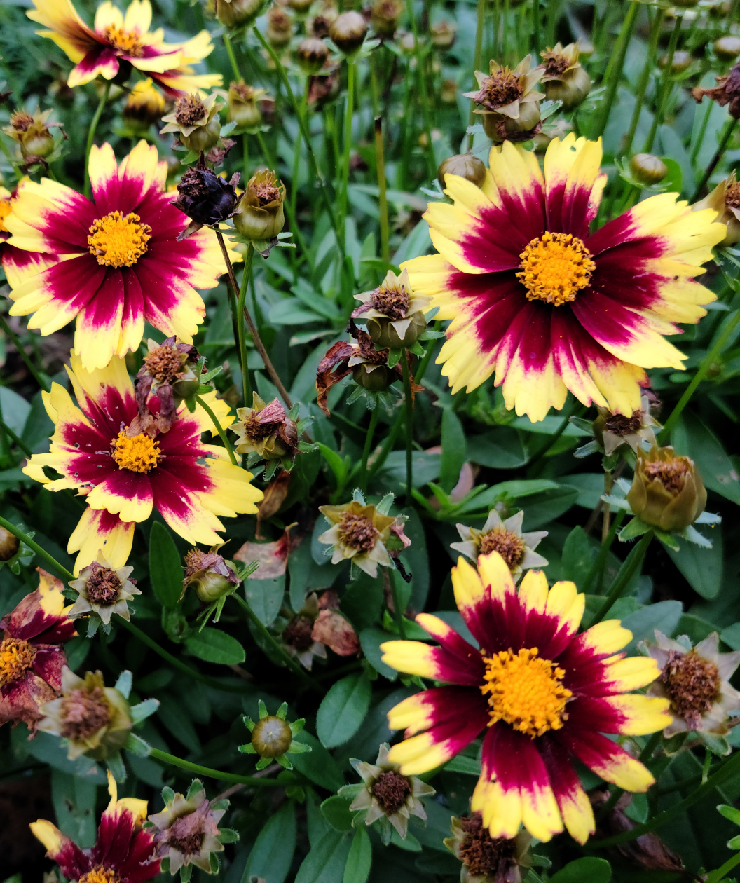 Super Star Tickseed