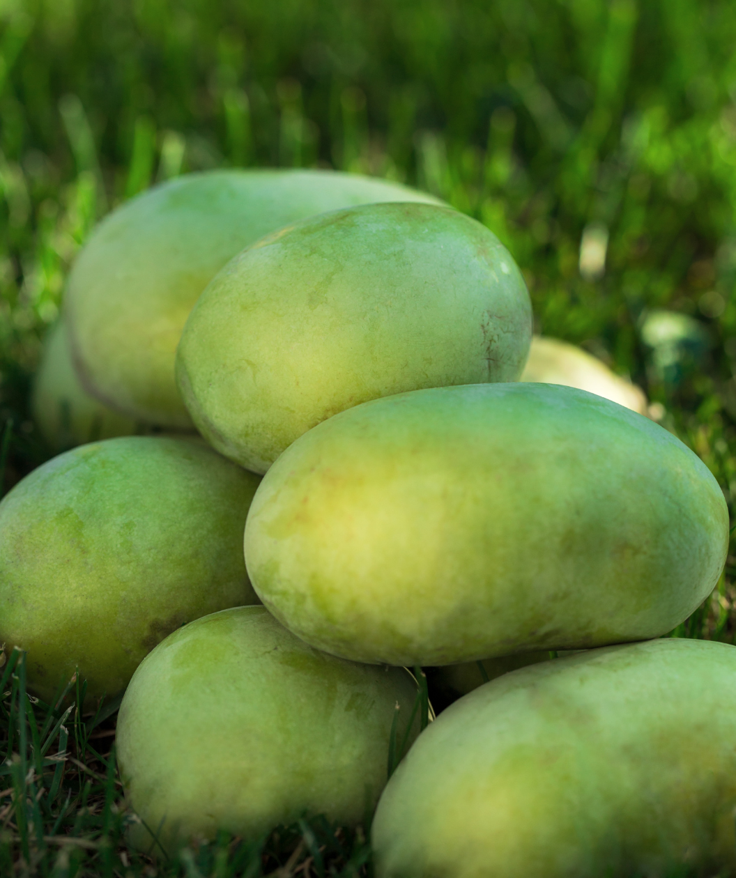 Susquehanna® Pawpaw