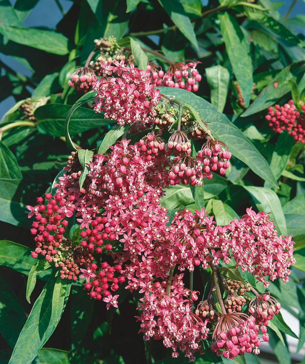 Swamp Milkweed spring red-pink flowers blooming amongst deep green foliage