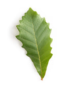 A single Swamp White Oak green leaf on a white background