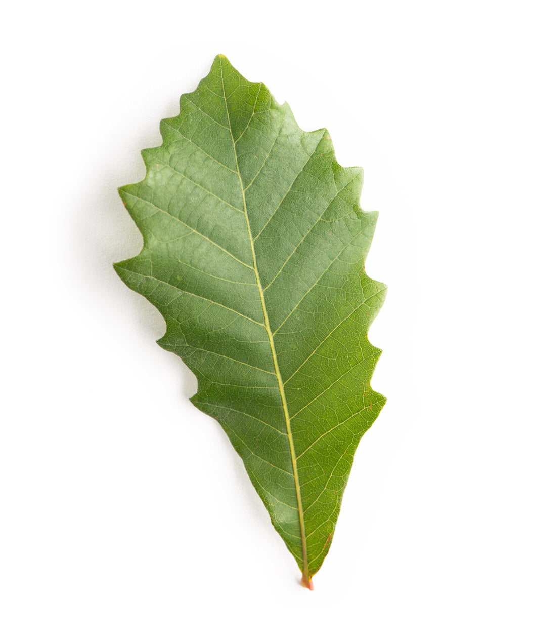 A single Swamp White Oak green leaf on a white background