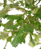 Swamp White Oak closeup of green leaves hanging off of a branch