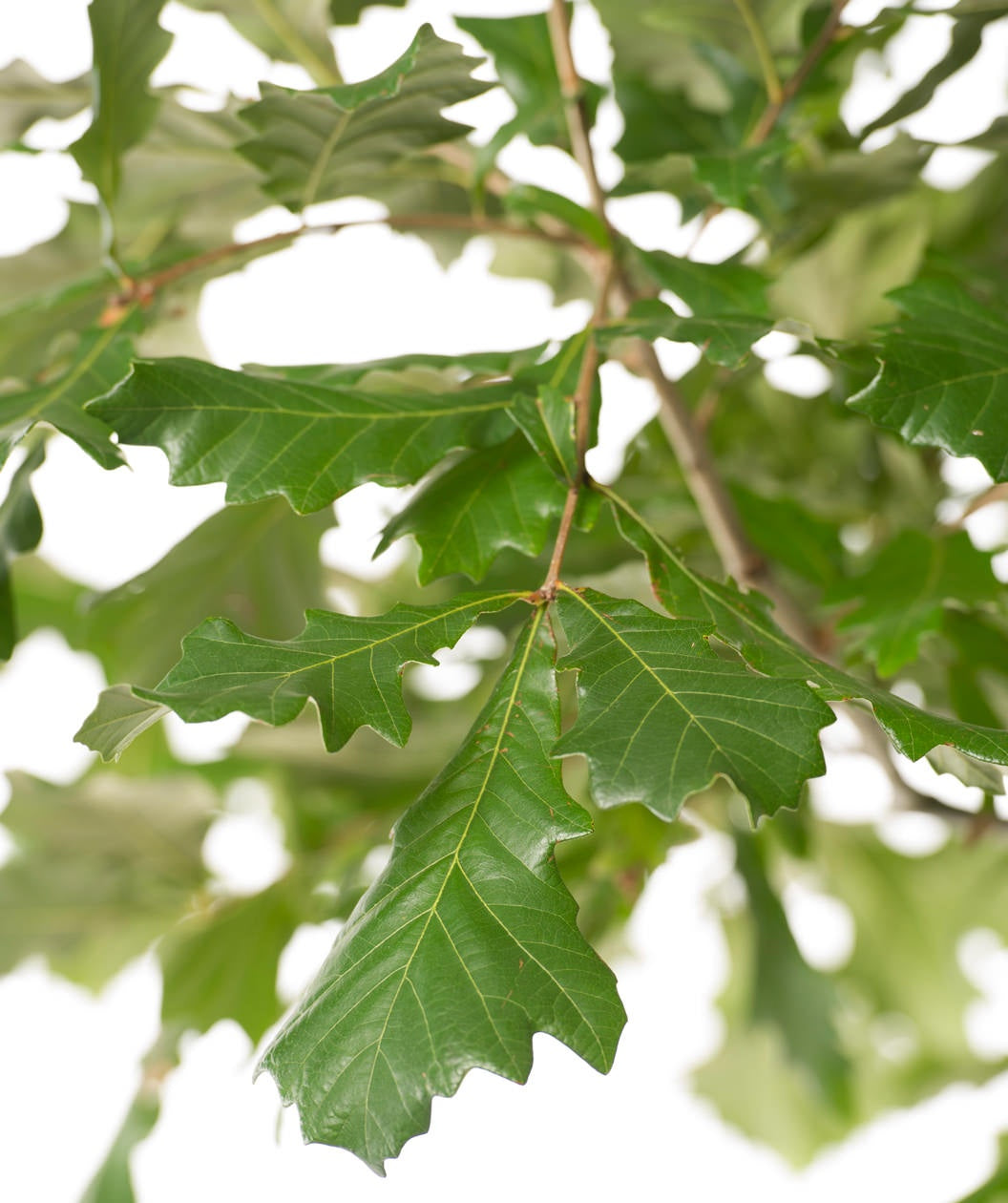 Swamp White Oak closeup of green leaves hanging off of a branch