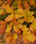 A close up of the Swamp White Oak leaves in fall showing of the golden yellow to orange color