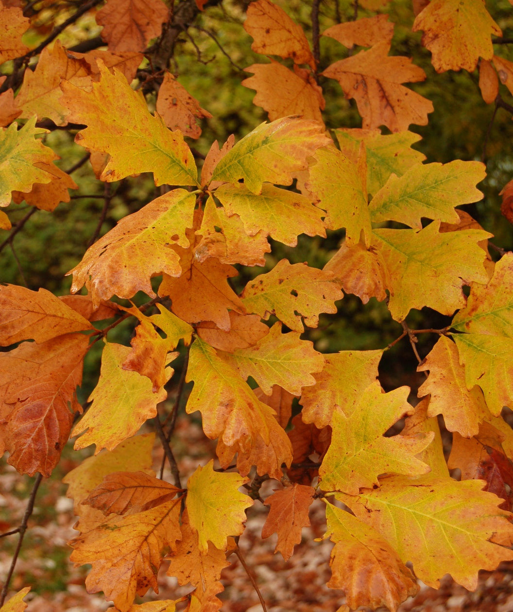 A close up of the Swamp White Oak leaves in fall showing of the golden yellow to orange color