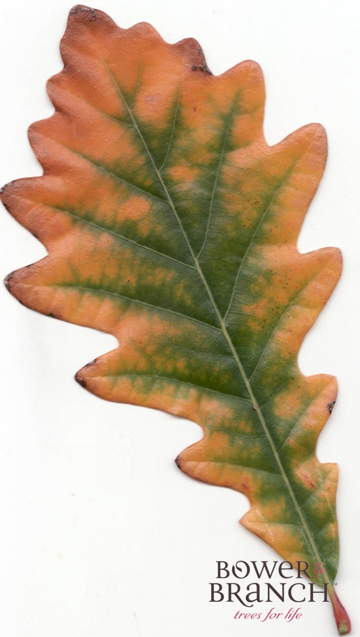 Swamp White Oak leaf transitioning from green to orange and red fall color on a white background