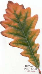 Swamp White Oak leaf transitioning from green to orange and red fall color on a white background