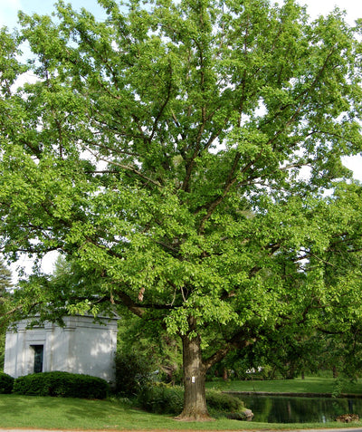 Swamp White Oak tree with green leaves growing near a white shed and a pond