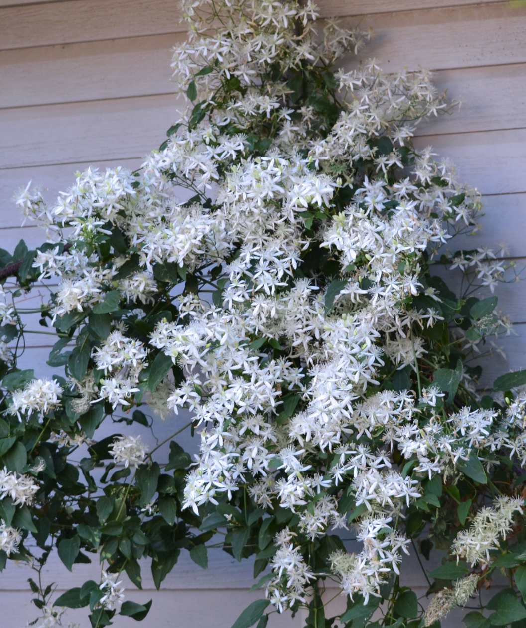 Clematis blooms vining on a trellis
