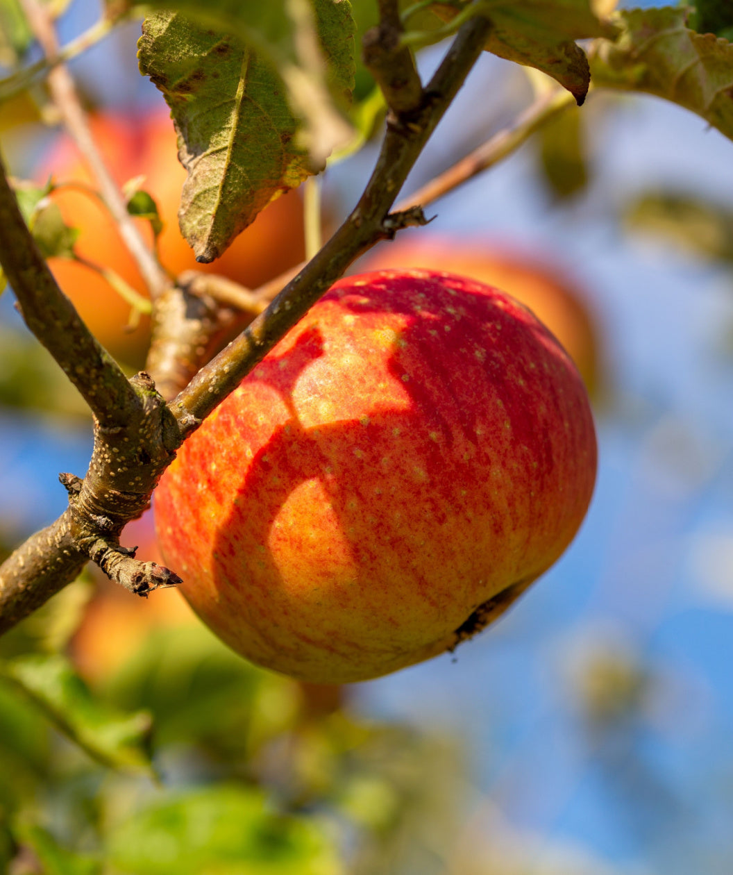 Close up of Sweet Sixteen Apple hanging on a tree branch, round red and yellow two-toned apple on a brownish colored branch