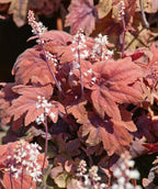 A closeup of the Sweet Tea Foamy Bells, showcasing the peach to dusky pink colors on the foliage with the delicate white blooms beginning to open