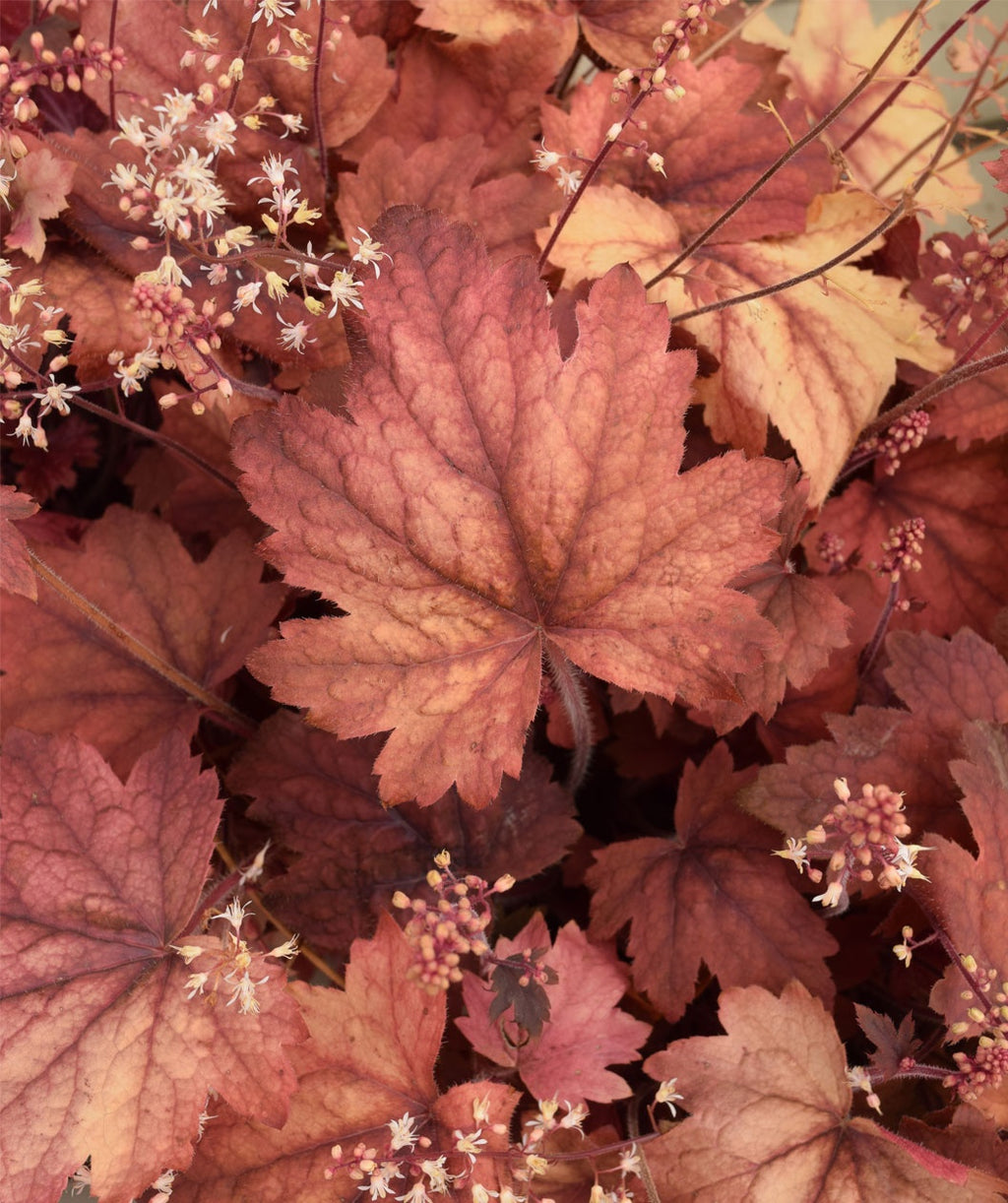 A closeup of the Sweet Tea Foamy Bells, showcasing the peach to dusky pink colors on the foliage with the delicate white blooms beginning to open