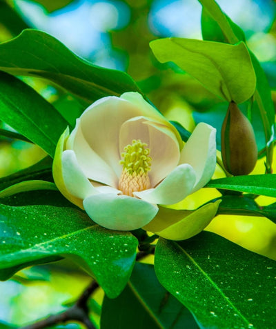A Sweetbay Magnolia creamy white flower opening with green-yellow stamens and glossy green foliage